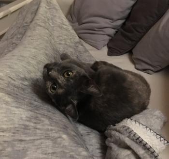 Nala Bild von Nala