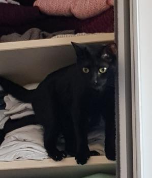 Bild von Akira