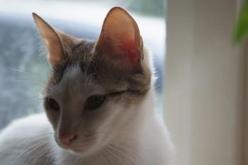 Chicca Bild von Kika
