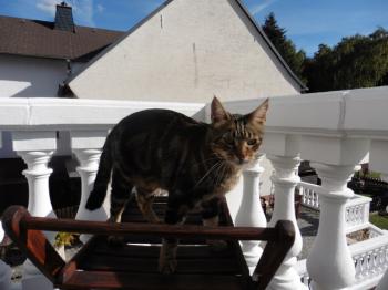 Bild von Milu