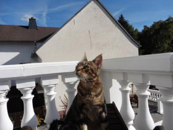 Bild von Milu