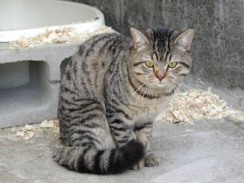4087 Bild von Balu