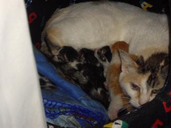 Hada und Babies Bild von Hada