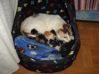 Hada und Kinder Bild von Hada