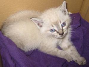 Sylar Bild von Sylar