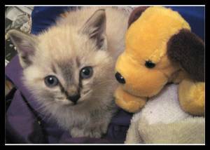 Sylar Bild von Sylar