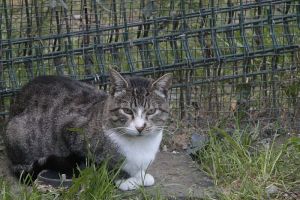 Harper Bild von Harper