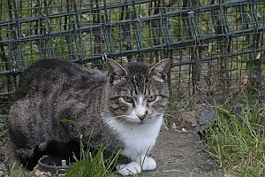 Harper Bild von Harper