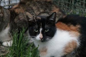 Petula Bild von Petula
