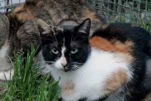 Petula Bild von Petula