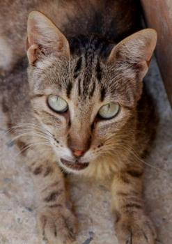 Minou Bild von Minou