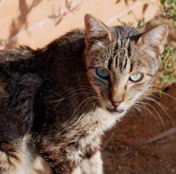 Minou Bild von Minou