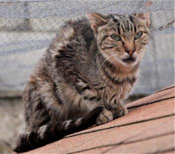 Minou Bild von Minou