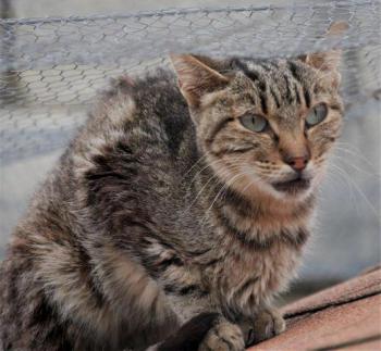 Minou Bild von Minou