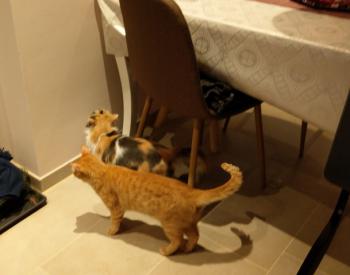 Bild von Pitu