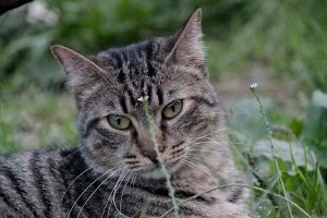 Santi Bild von Santi