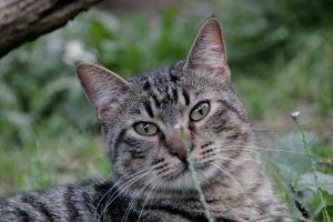 Santi Bild von Santi