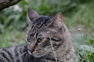 Santi Bild von Santi