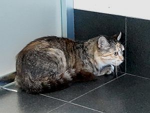 Osi Bild von Osi