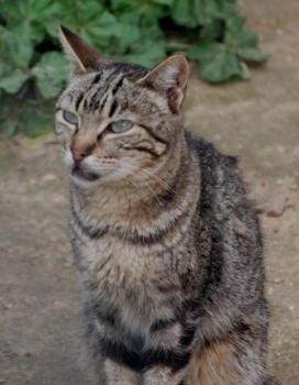 Minou Bild von Minou