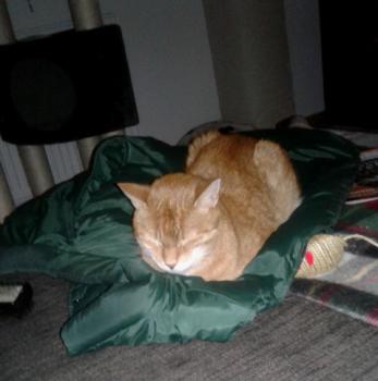 Garfield Bild von Garfield