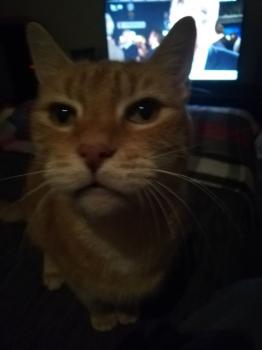 Garfield Bild von Garfield