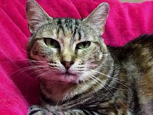 Fiona Bild von Fiona
