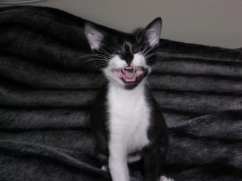 Yari Bild von Dumbo