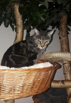Tiki-Tike Bild von Tiki-Tike