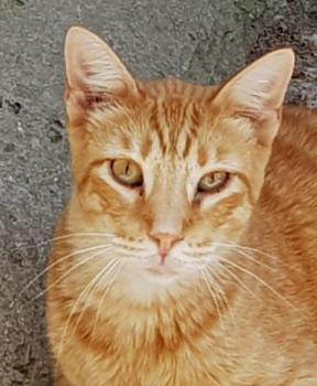 Kenji Bild von Kenji