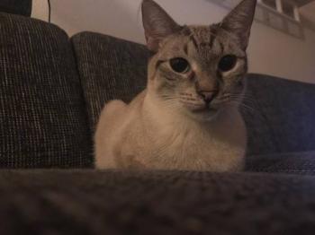 Chalita Bild von Chalita