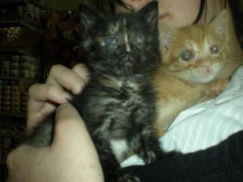 Sanson und Dalila Bild von Dalila