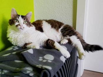 Suzette Bild von Suzette