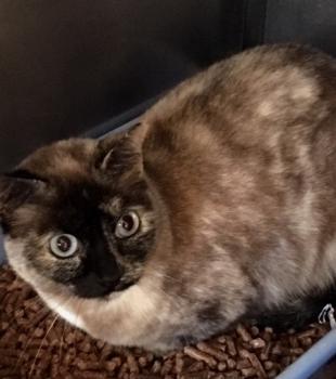 Cosette Bild von Cosette