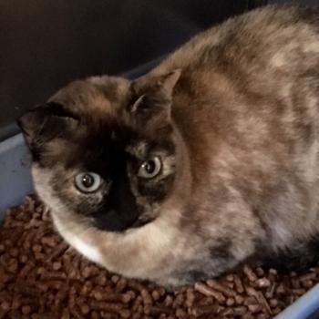 Cosette Bild von Cosette