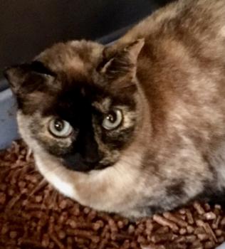 Cosette Bild von Cosette