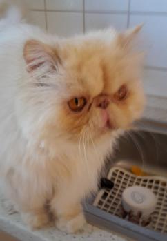 Bild von Pumuckl
