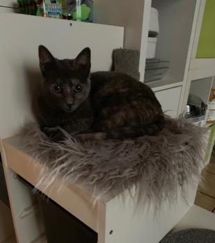 Nala Bild von Nala
