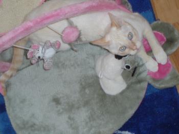 Lisa Bild von Lisa