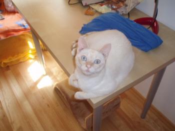 Lisa Bild von Lisa