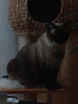 Sinita Bild von Sinita