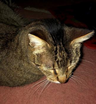Bild von Paul