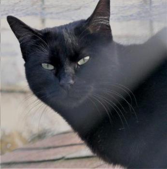 Afra Bild von Afra