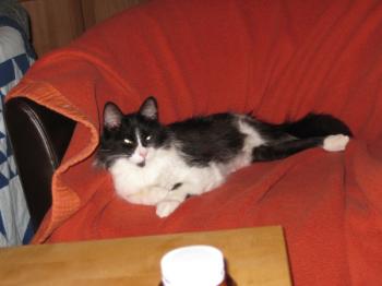Lavinia Bild von Lavinia - Silke