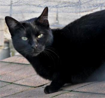 Afra Bild von Afra