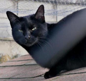 Afra Bild von Afra