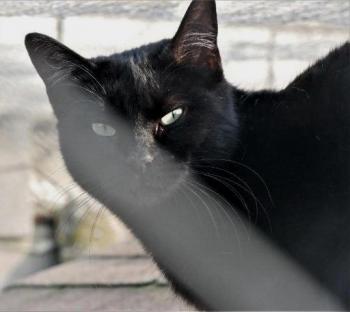 Afra Bild von Afra
