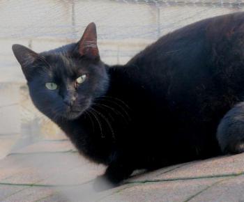 Afra Bild von Afra