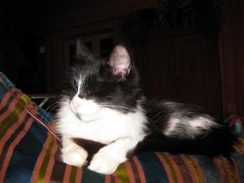 Lavinia Bild von Lavinia - Silke