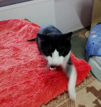 Elvis Bild von Elvis